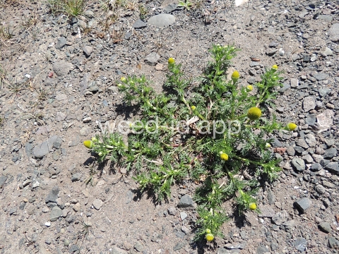 pineapple-weed